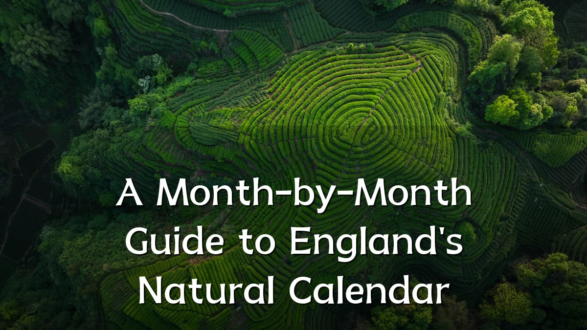 A Month-by-Month Guide to England's Natural Calendar