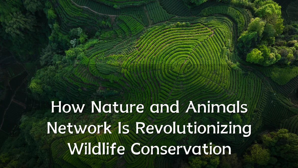 How Nature and Animals Network Is Revolutionizing Wildlife Conservation