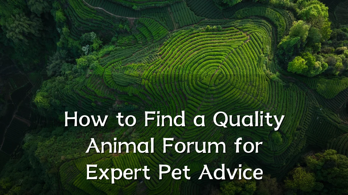 How to Find a Quality Animal Forum for Expert Pet Advice