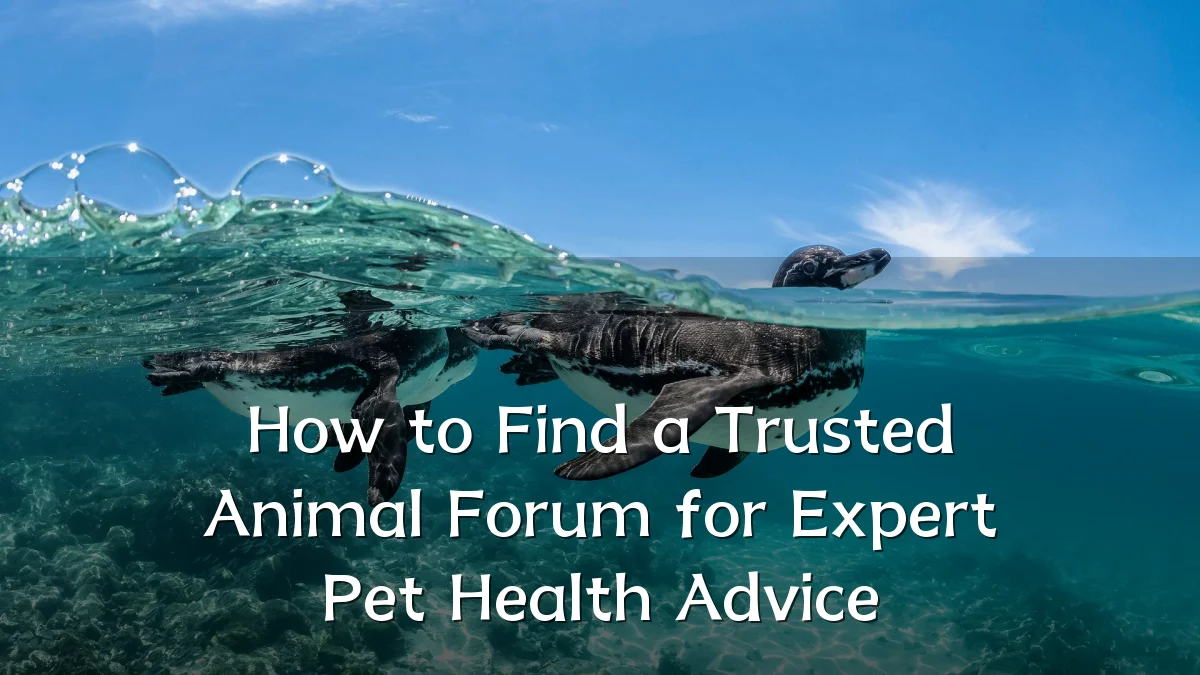 How to Find a Trusted Animal Forum for Expert Pet Health Advice