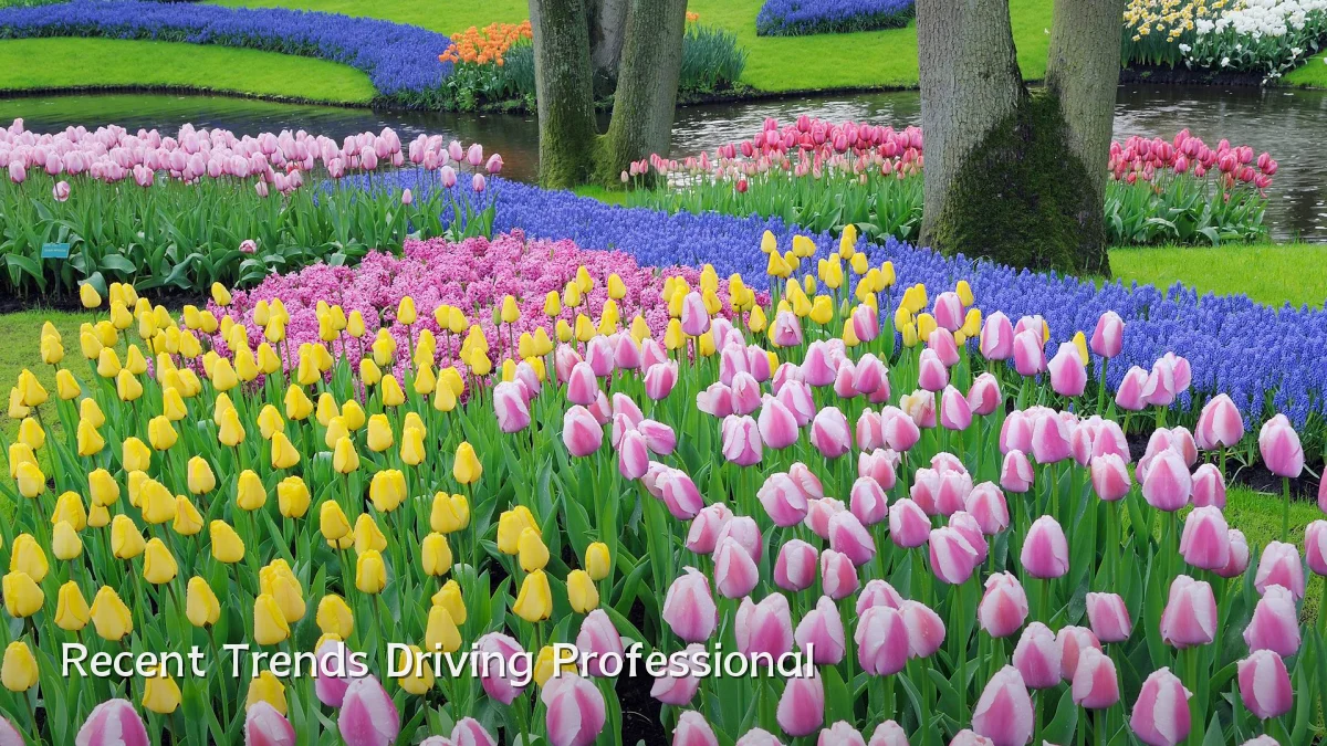 Recent Trends Driving Professional