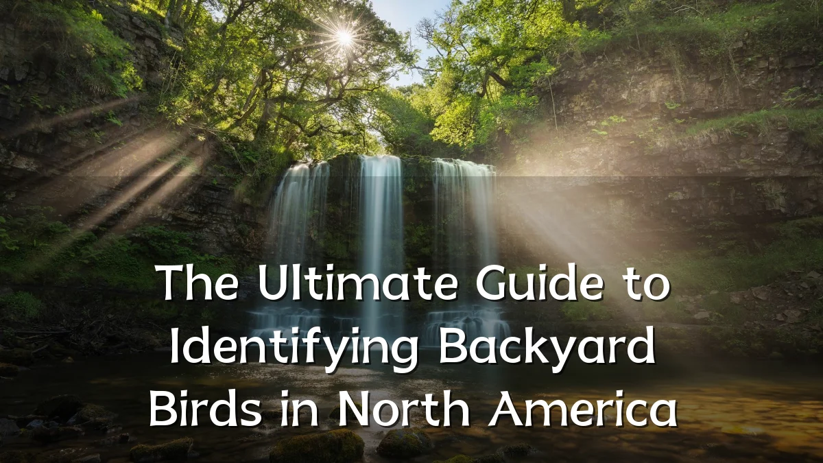 The Ultimate Guide to Identifying Backyard Birds in North America