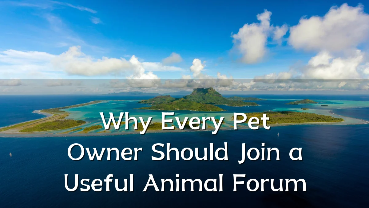 Why Every Pet Owner Should Join a Useful Animal Forum