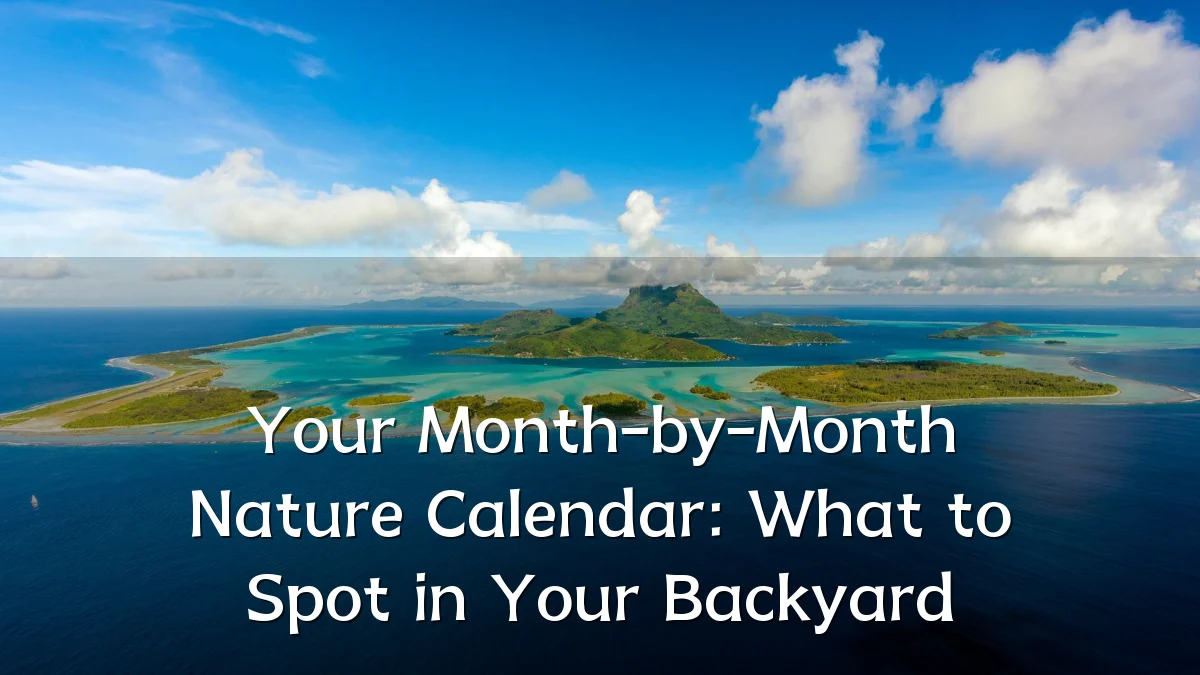 Your Month-by-Month Nature Calendar: What to Spot in Your Backyard