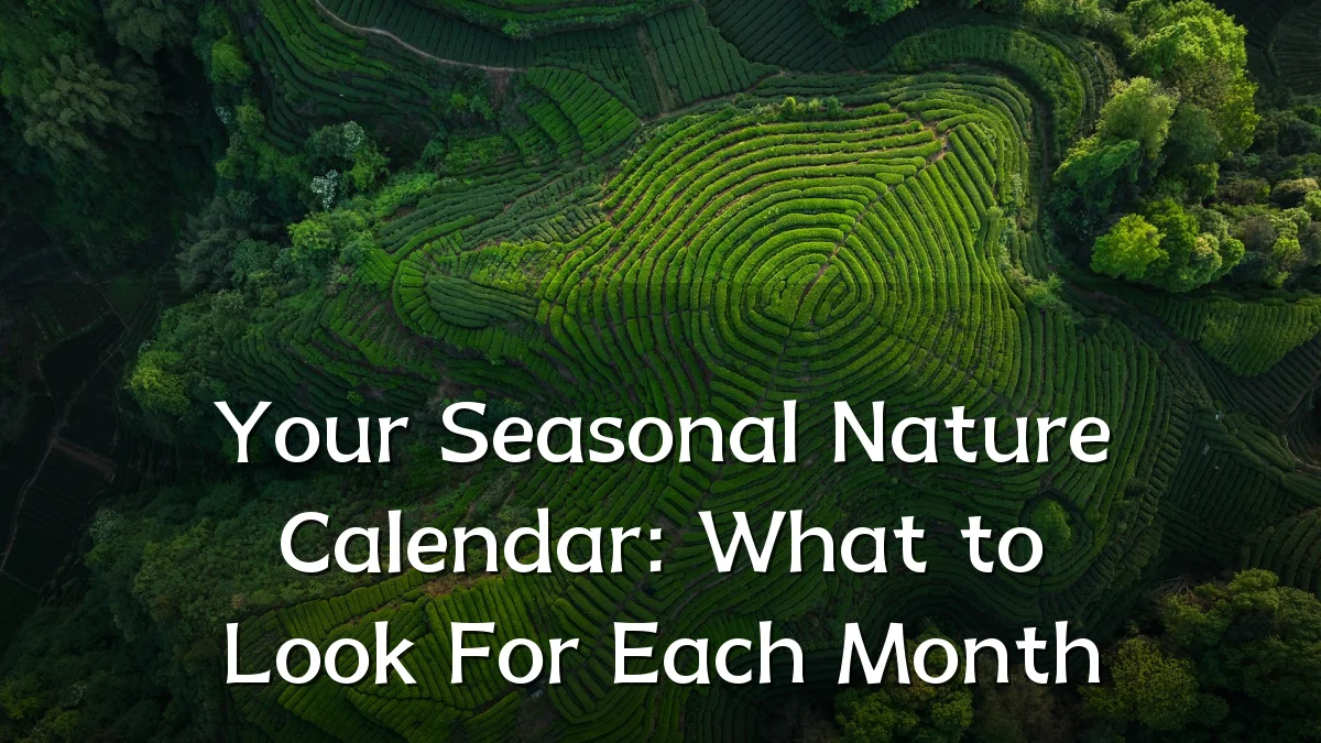 Your Seasonal Nature Calendar: What to Look For Each Month