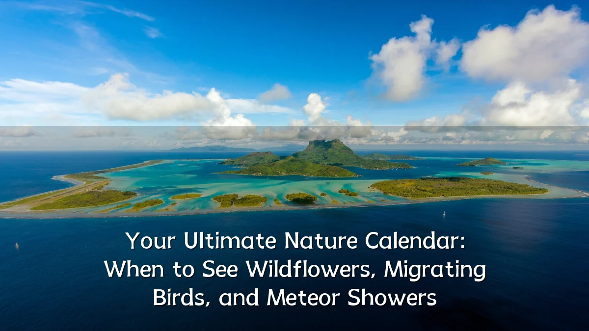 Your Ultimate Nature Calendar: When to See Wildflowers, Migrating Birds, and Meteor Showers