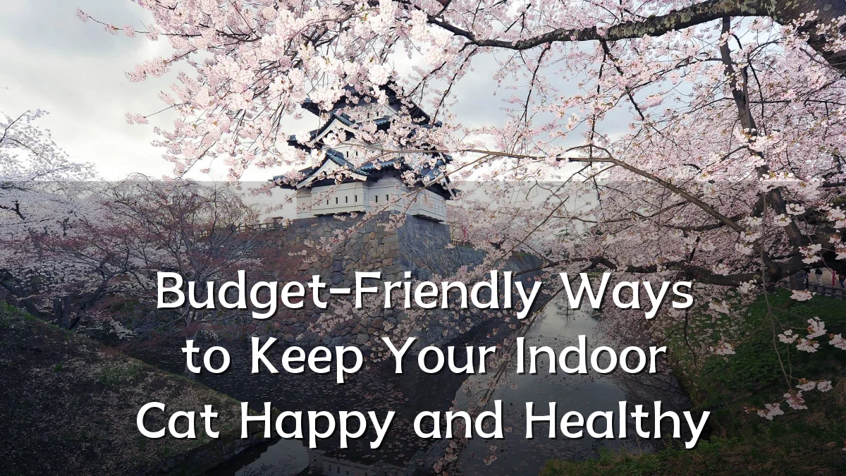 Budget-Friendly Ways to Keep Your Indoor Cat Happy and Healthy