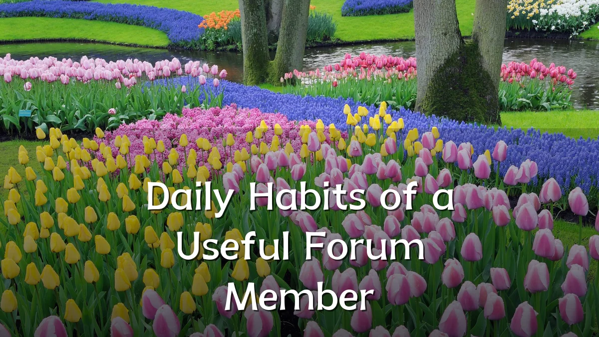 Daily Habits of a Useful Forum Member