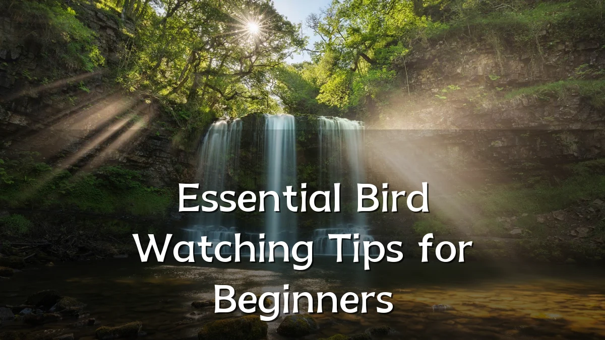 Essential Bird Watching Tips for Beginners