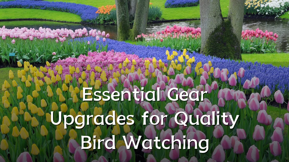 Essential Gear Upgrades for Quality Bird Watching