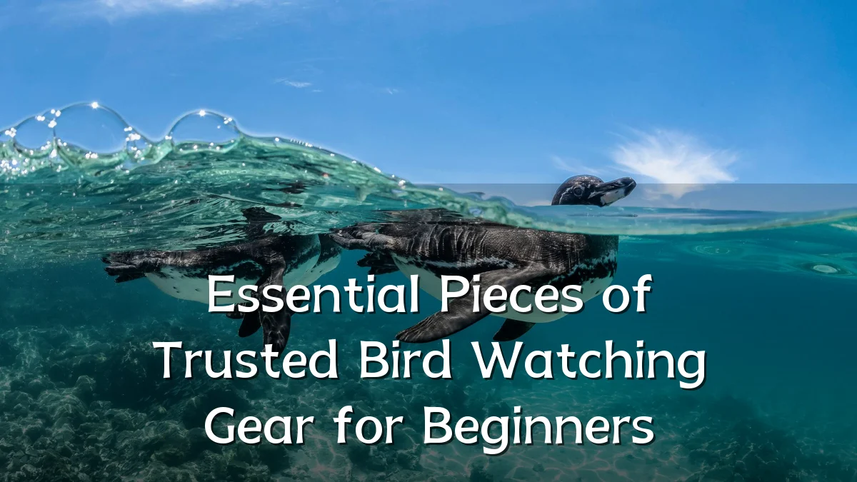 Essential Pieces of Trusted Bird Watching Gear for Beginners