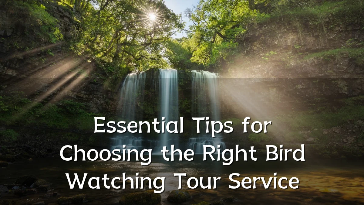 Essential Tips for Choosing the Right Bird Watching Tour Service