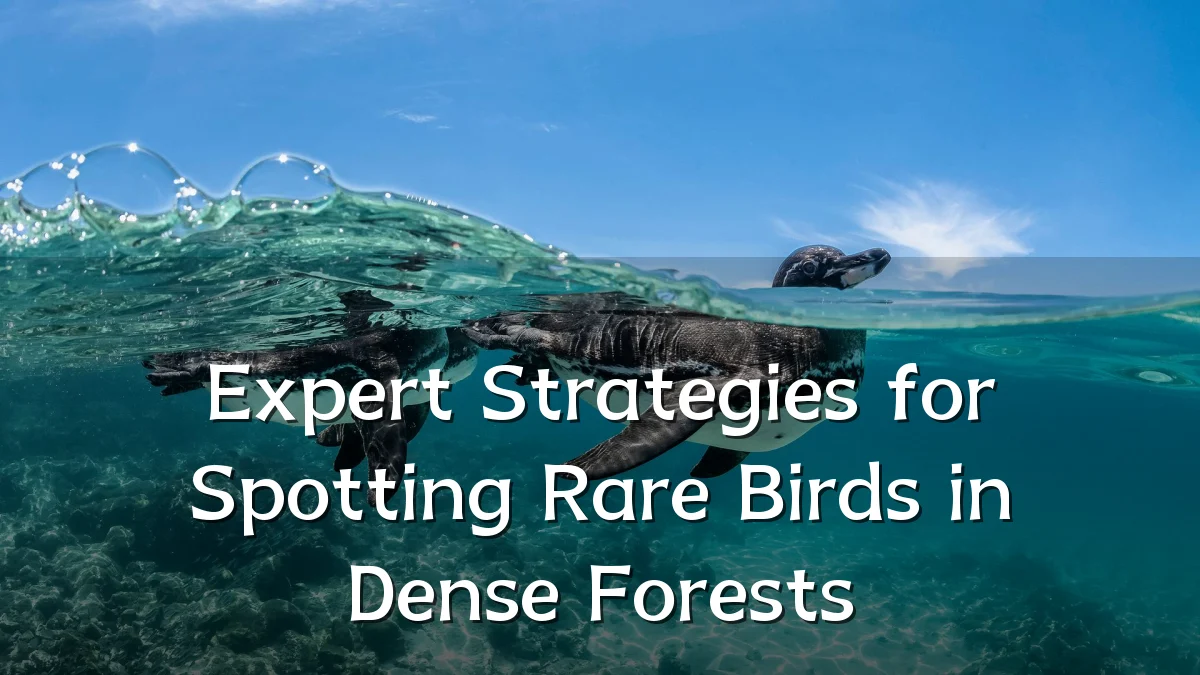 Expert Strategies for Spotting Rare Birds in Dense Forests