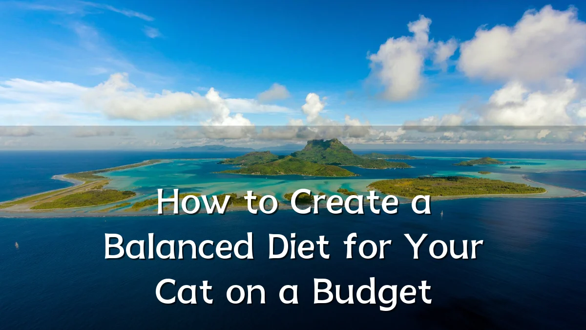How to Create a Balanced Diet for Your Cat on a Budget