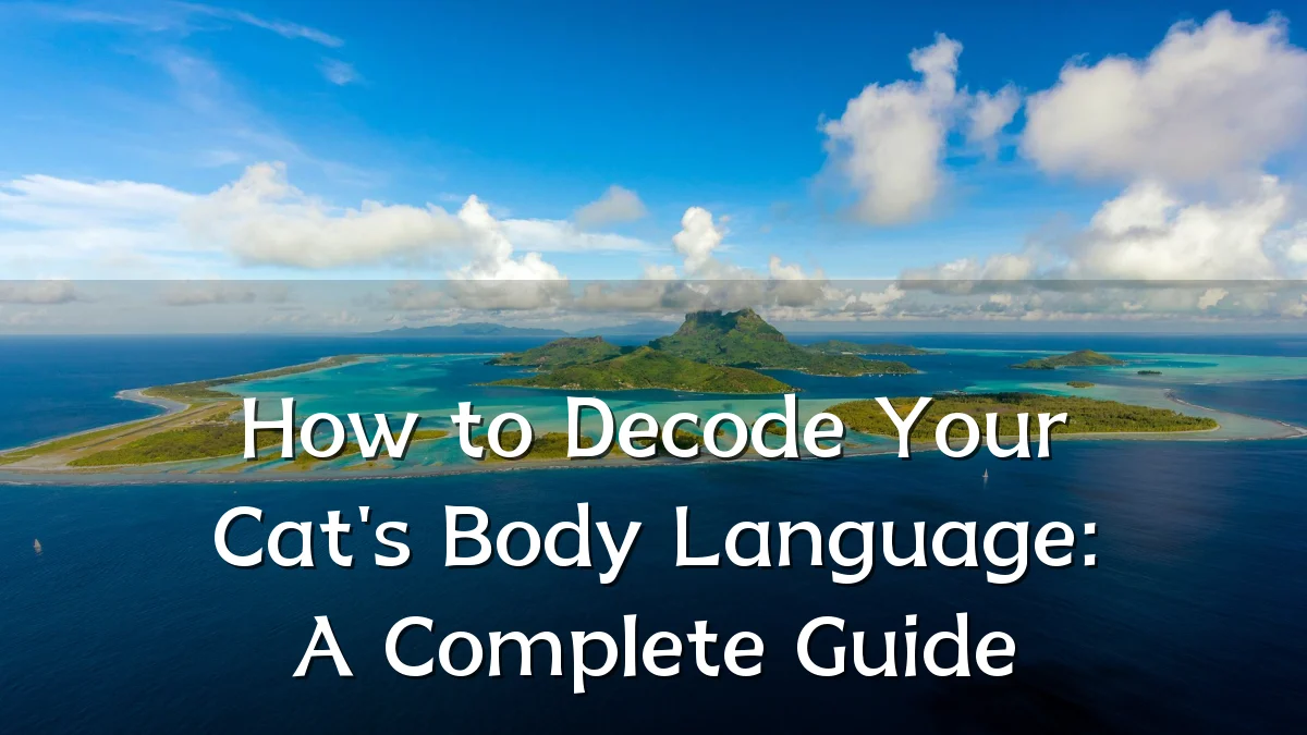 How to Decode Your Cat's Body Language: A Complete Guide
