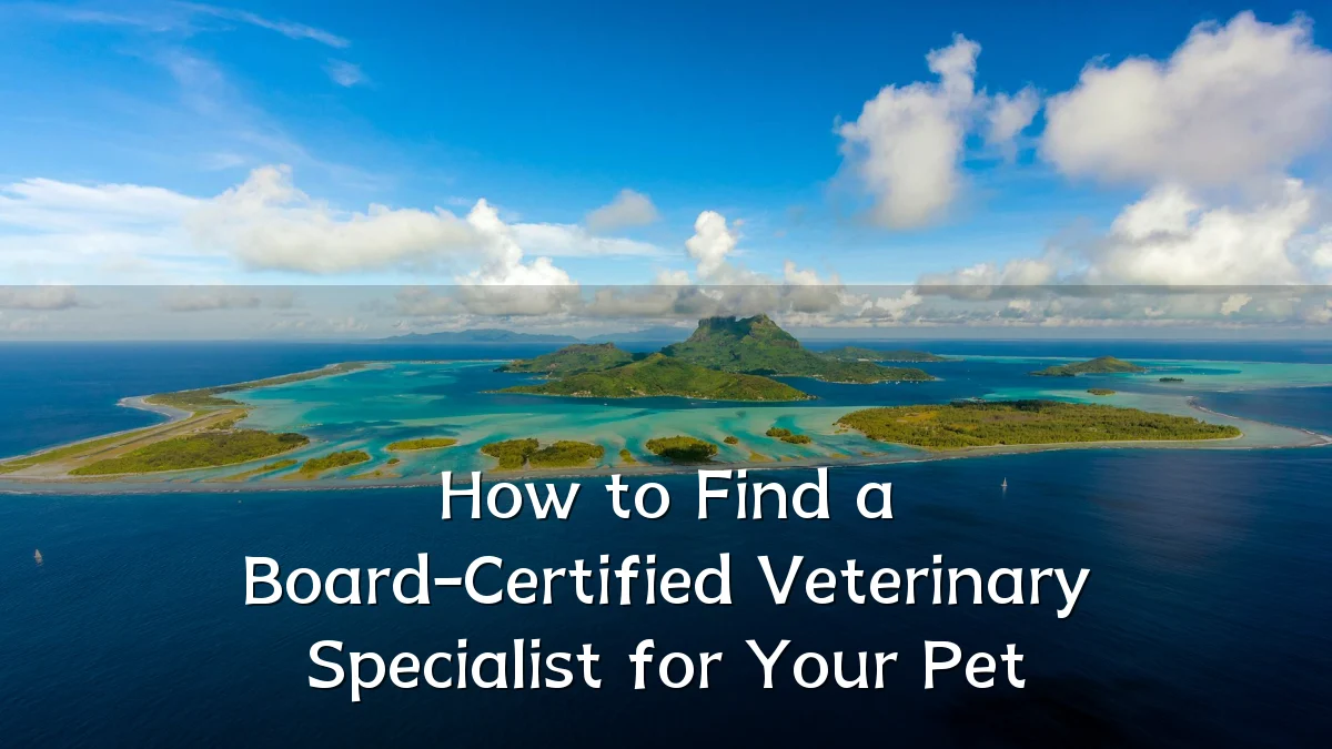 How to Find a Board-Certified Veterinary Specialist for Your Pet