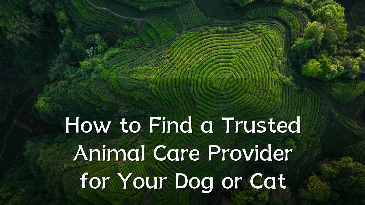 How to Find a Trusted Animal Care Provider for Your Dog or Cat