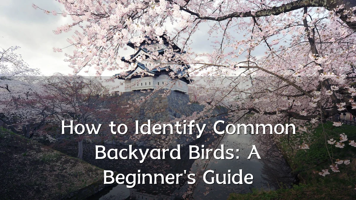 How to Identify Common Backyard Birds: A Beginner's Guide