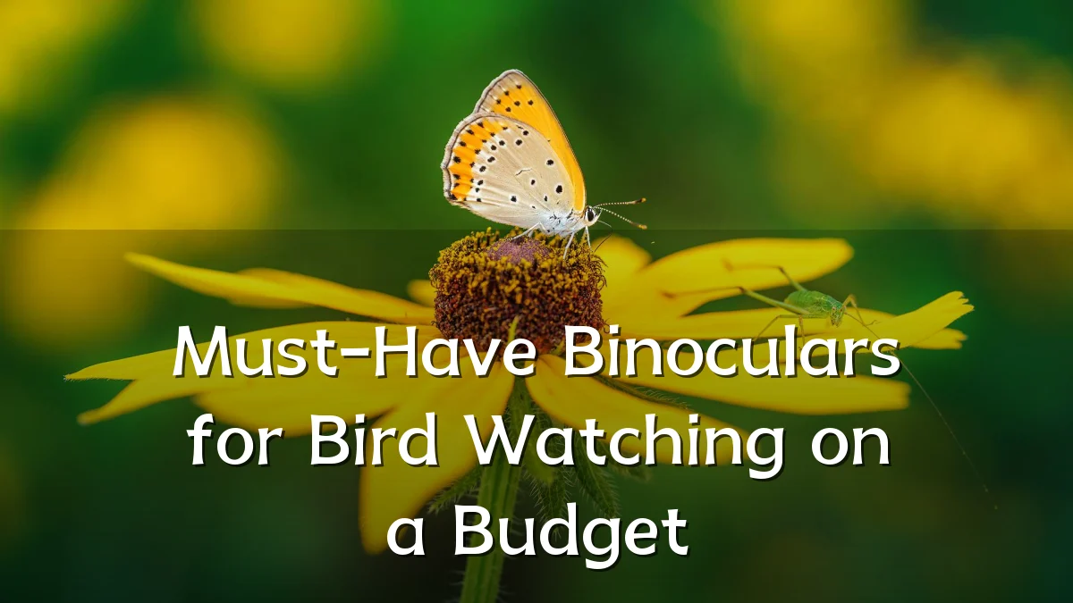Must-Have Binoculars for Bird Watching on a Budget
