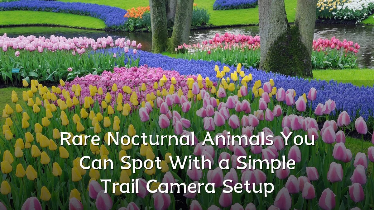 Rare Nocturnal Animals You Can Spot With a Simple Trail Camera Setup