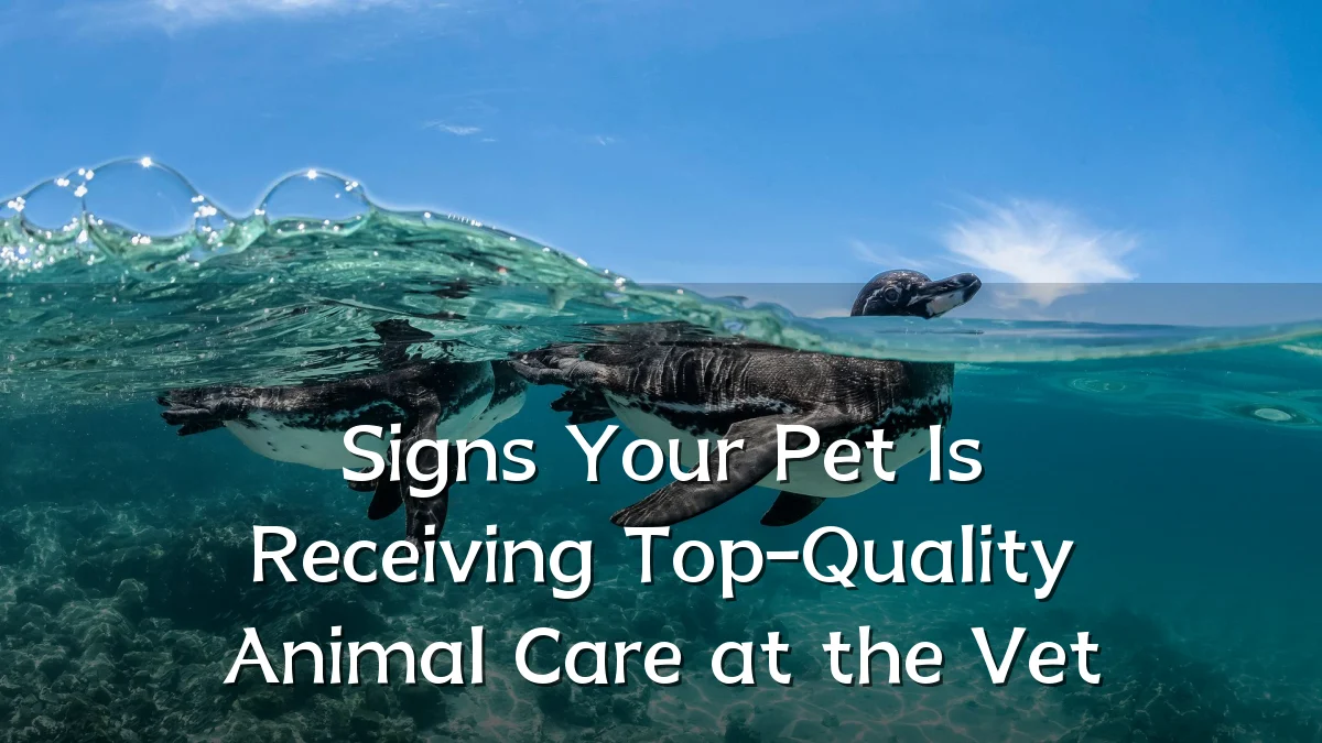 Signs Your Pet Is Receiving Top-Quality Animal Care at the Vet
