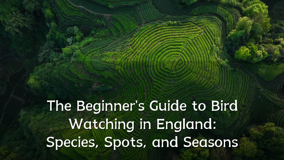 The Beginner's Guide to Bird Watching in England: Species, Spots, and Seasons