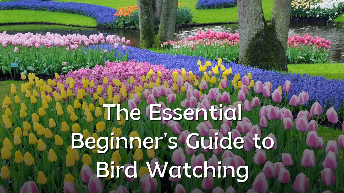 The Essential Beginner's Guide to Bird Watching