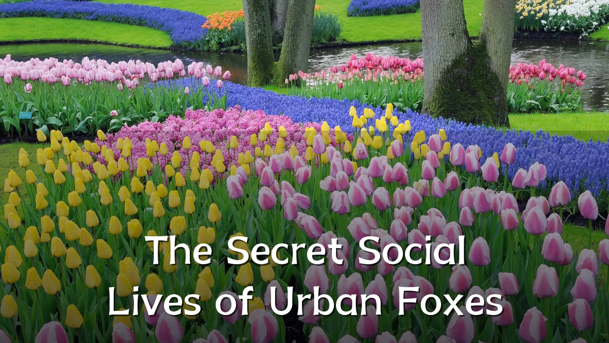The Secret Social Lives of Urban Foxes
