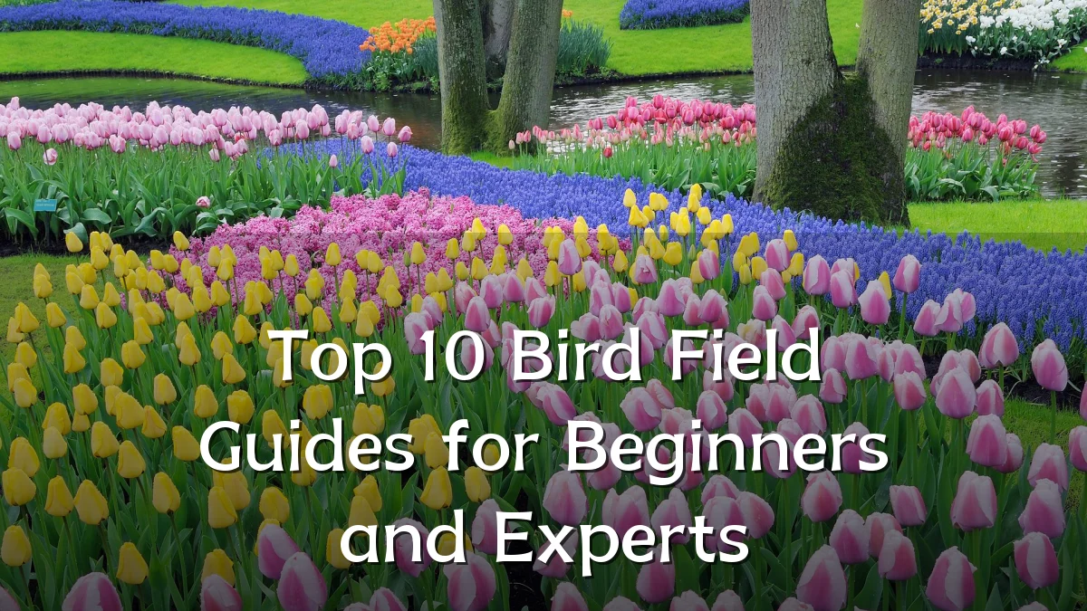 Top 10 Bird Field Guides for Beginners and Experts