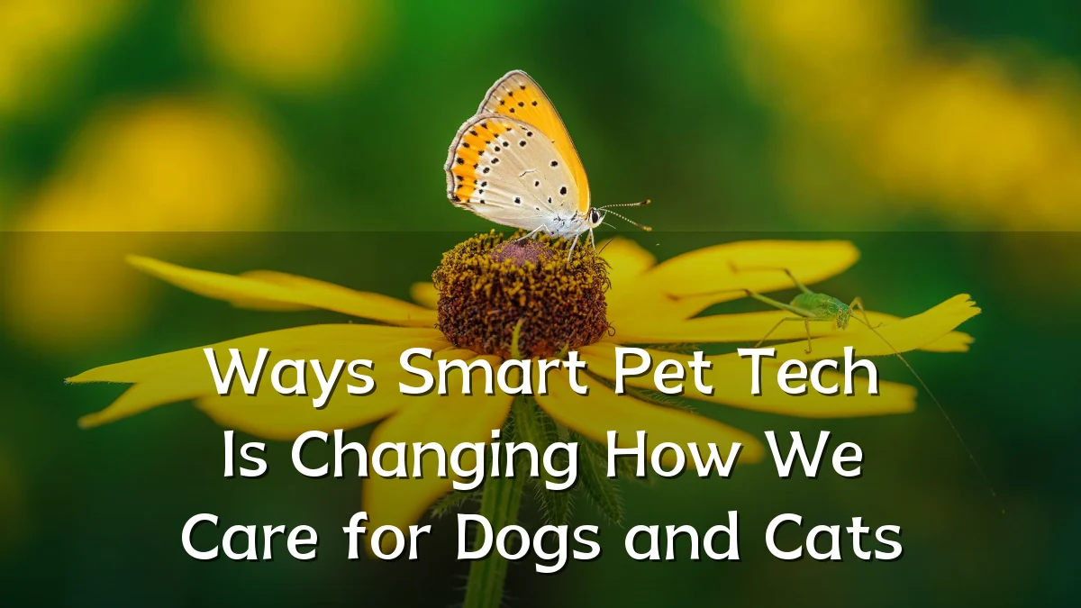 Ways Smart Pet Tech Is Changing How We Care for Dogs and Cats