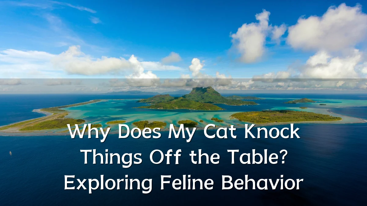 Why Does My Cat Knock Things Off the Table? Exploring Feline Behavior