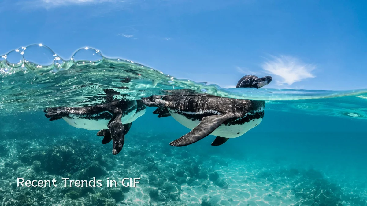 Recent Trends in GIF